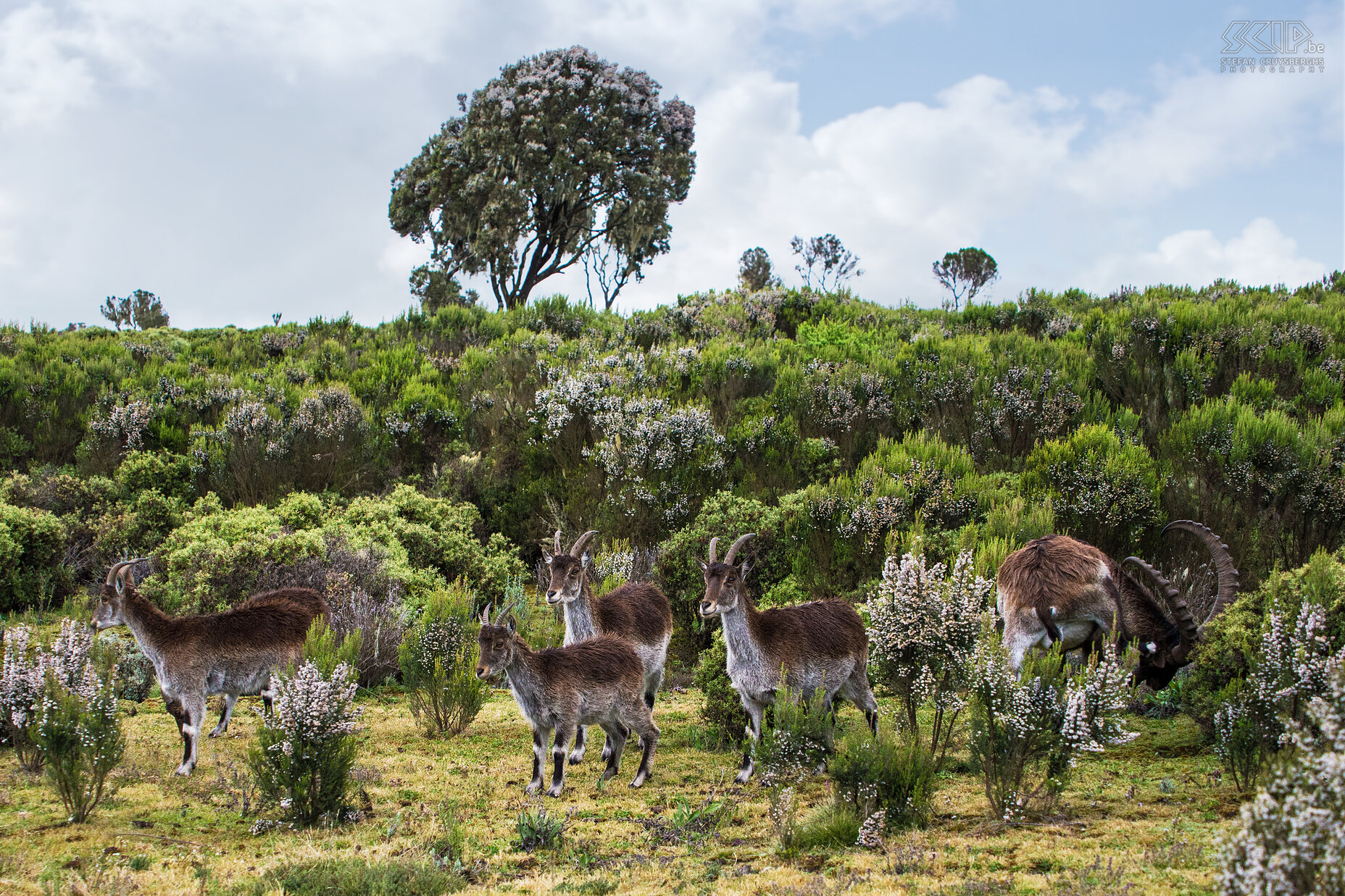 Simien Mountains - Ghenek - Walia steenbokken Vlakbij de kampplaats van Ghenek (3600m) spotten we een groep walia steenbokken (Walia ibex, Capra walie) met verschillende vrouwtjes en jonge dieren en ook een groot mannetje. Er leven slechts nog 500-tal van deze steenbokken die bijna uitsluitend in de Simien Mountains voorkomen. Stefan Cruysberghs